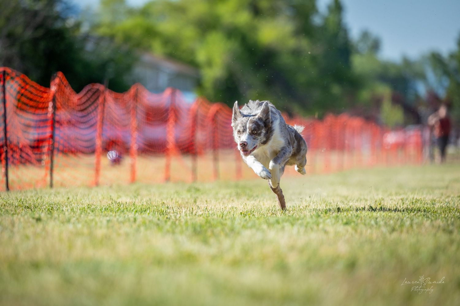 Athletic canine running at full speed across a grassy field during training.