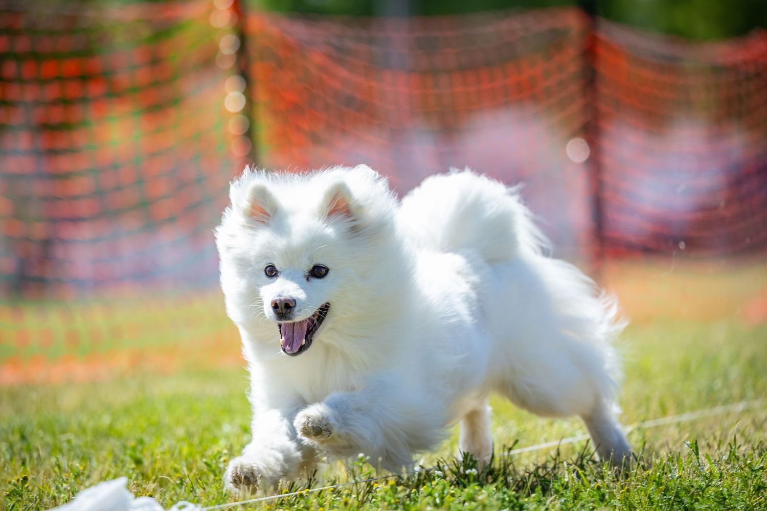 White fluffy dog running energetically across grass near orange safety fence.