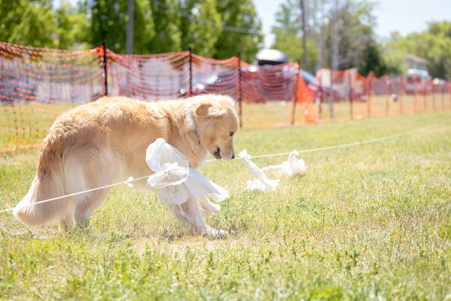 Whippet dogs chase after a lure across a sunny grass field with orange safety barriers.