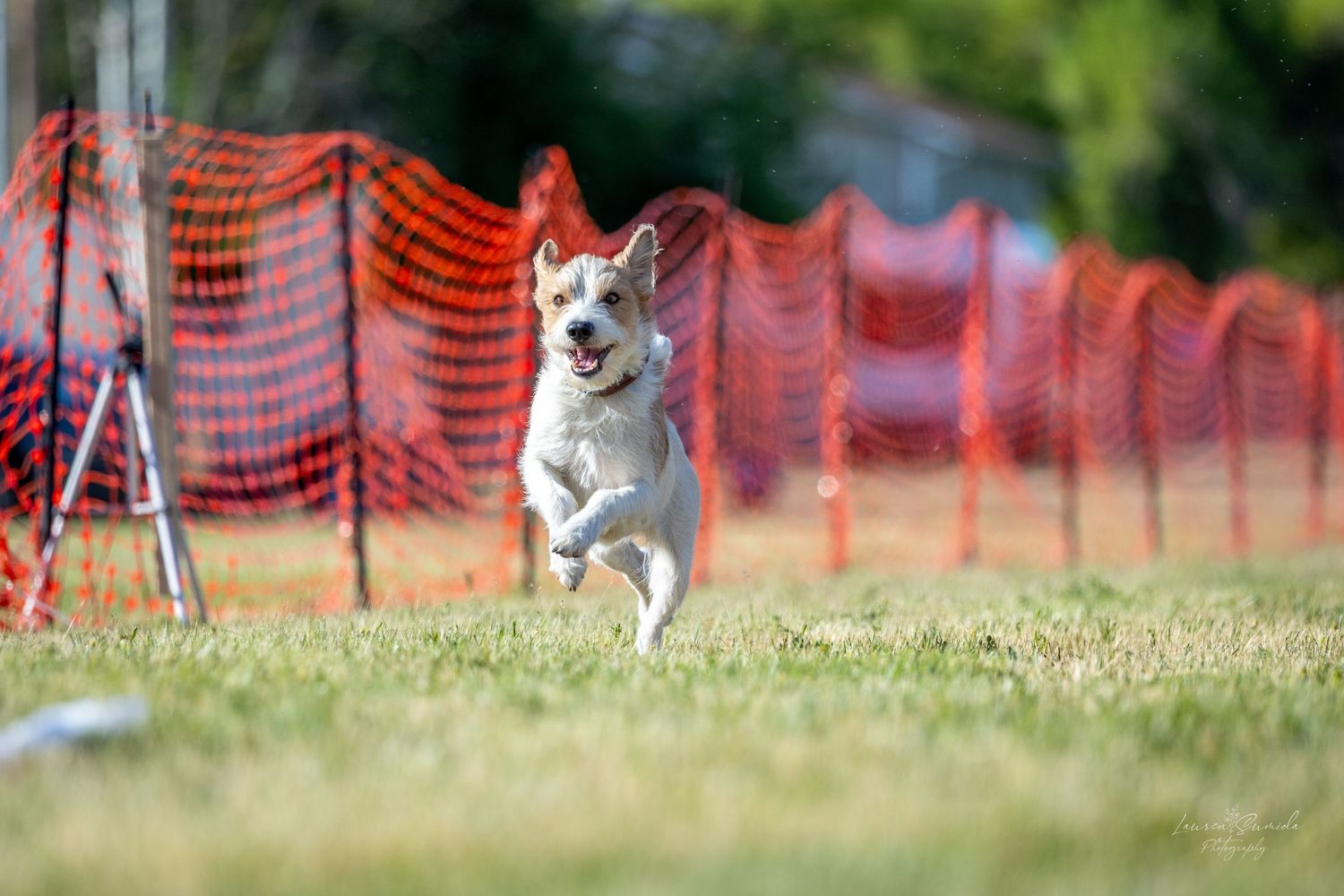 Spotted dog sprinting parallel to orange safety netting during an outdoor event.