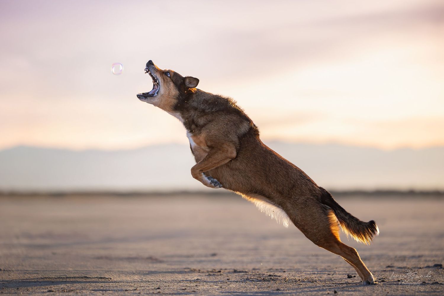 Brown dog leaping gracefully on beach during sunset.