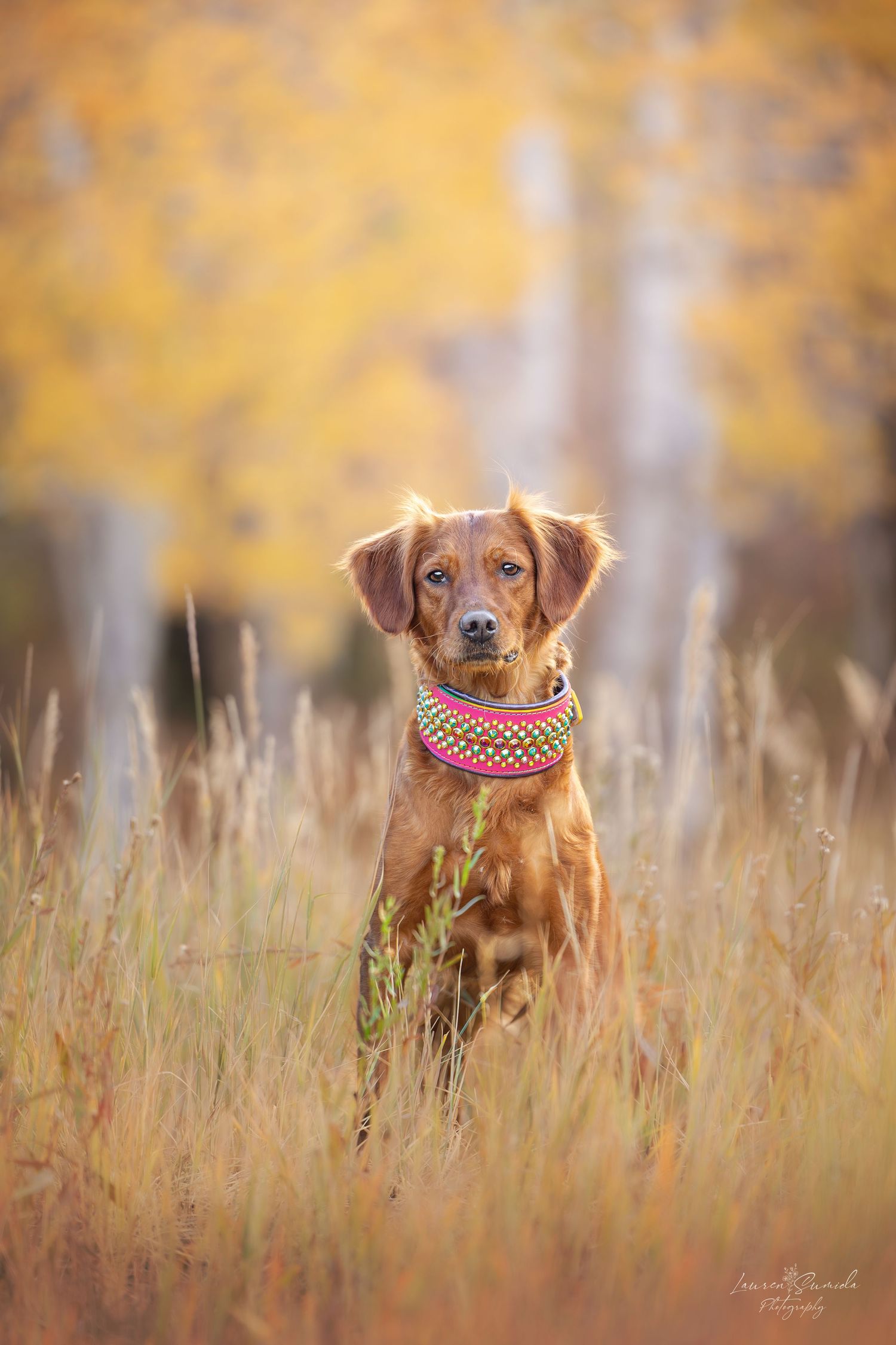 Golden retriever running through tall autumn grass with yellow aspen trees in background.