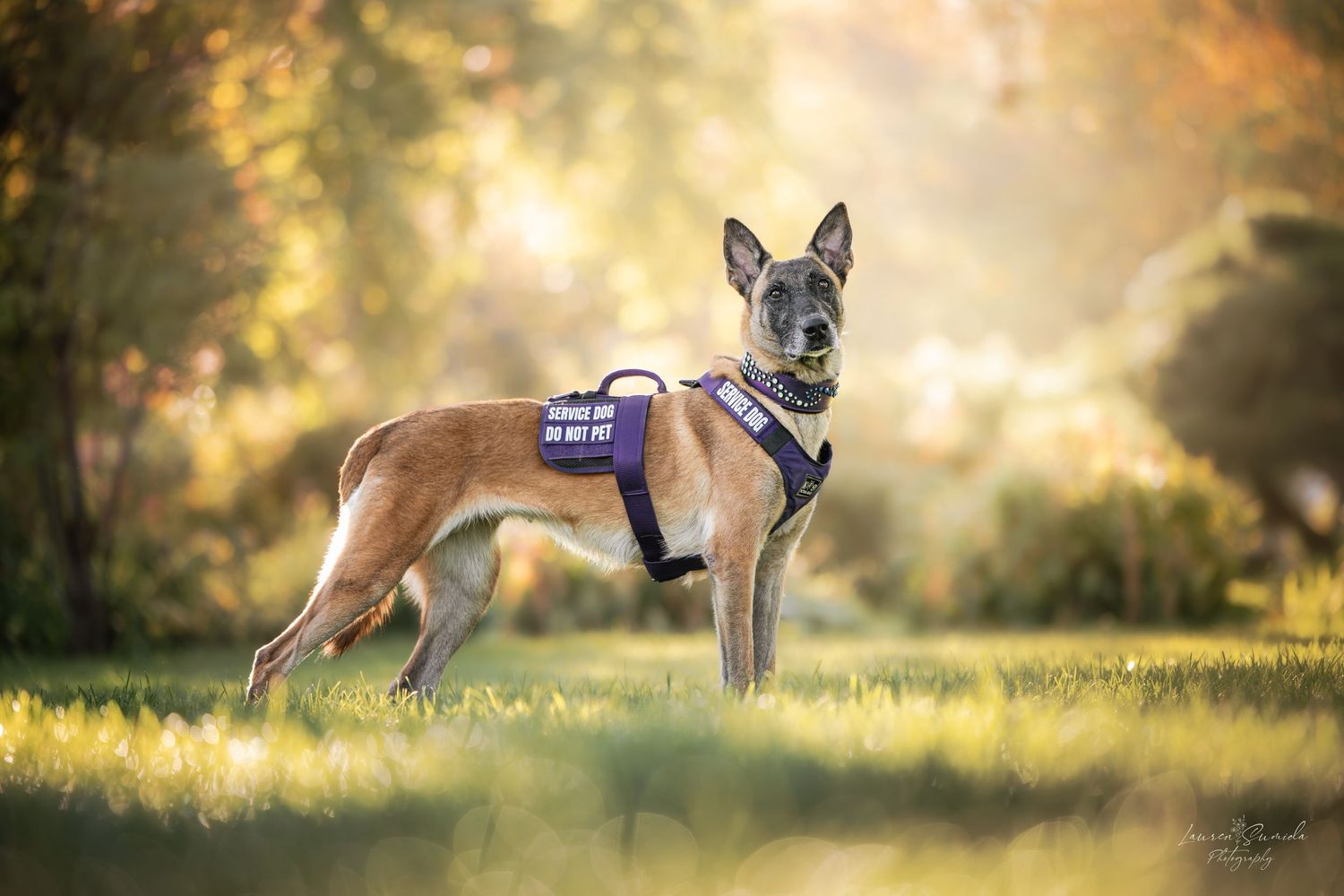 Belgian Malinois wearing service vest stands in profile against autumn backdrop.