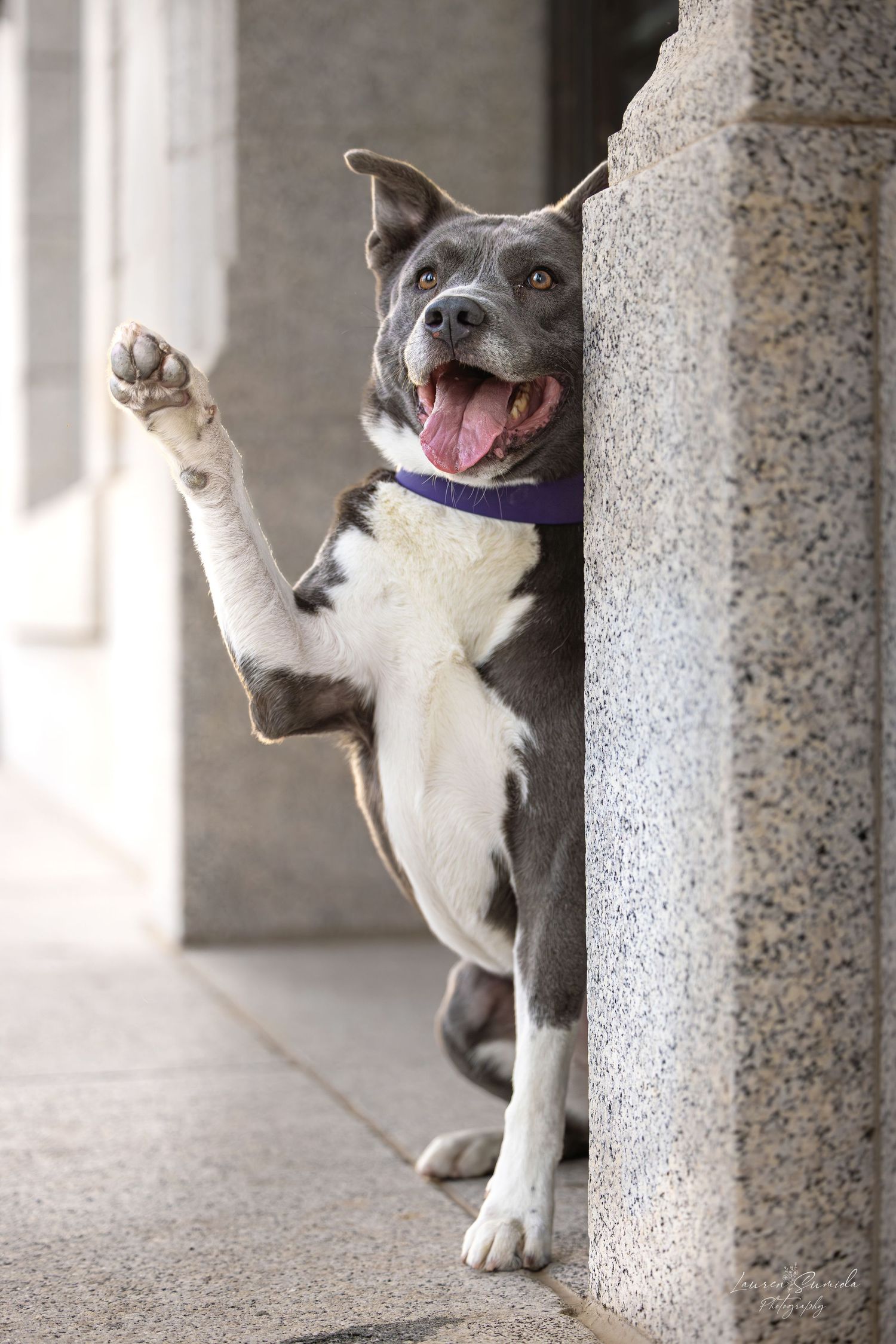 Playful pit bull dog peeking between stone columns with a happy expression.