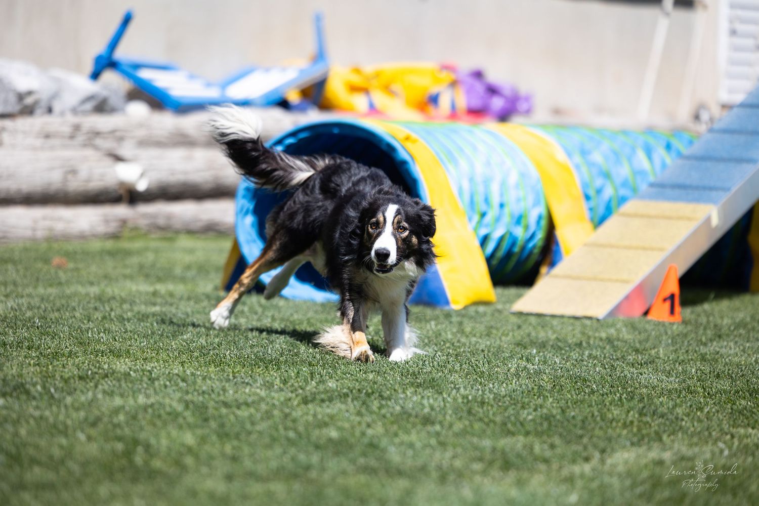 Border collie running past colorful agility tunnel on grass field.