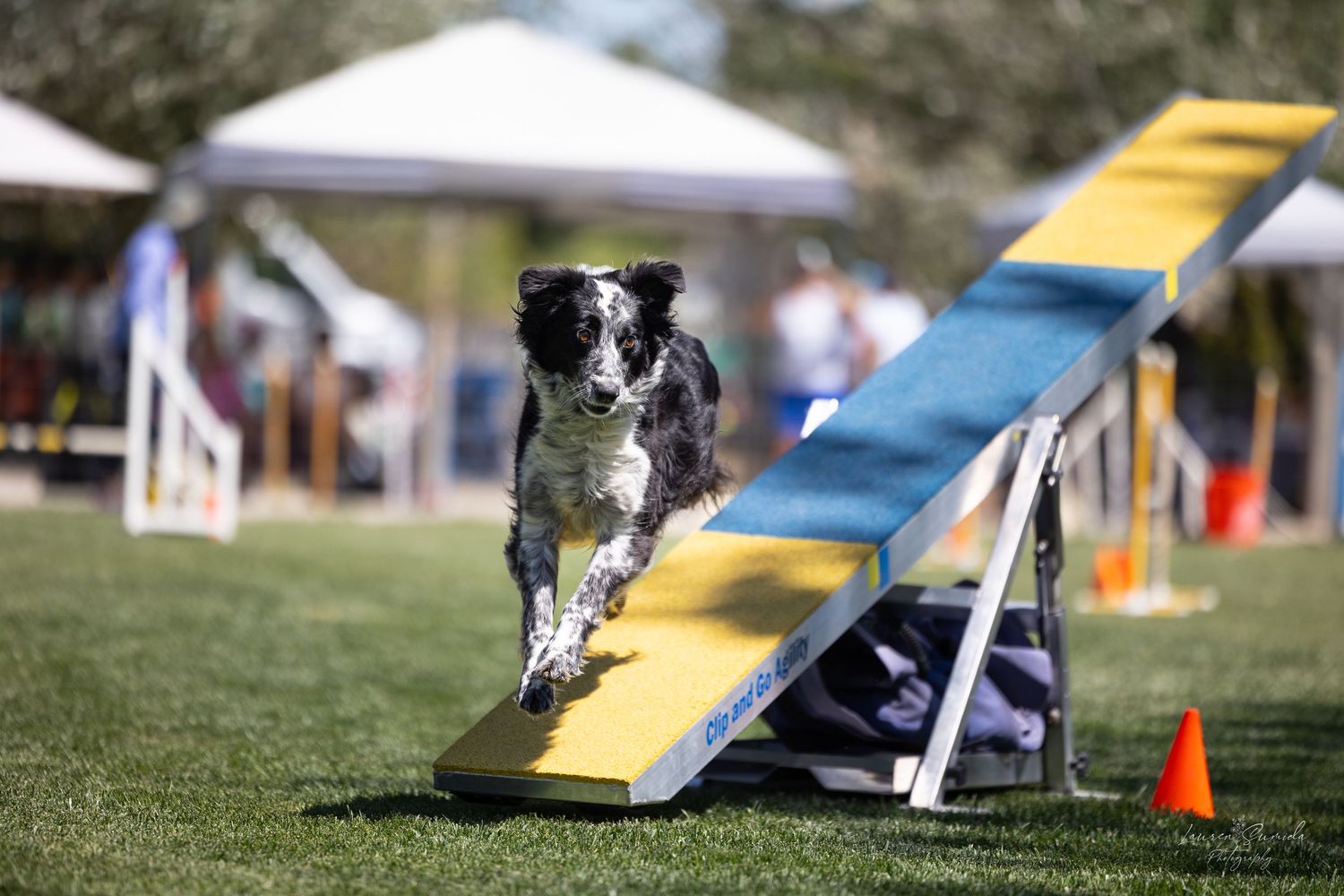 Black and white dog running up a blue and yellow agility ramp during outdoor competition.