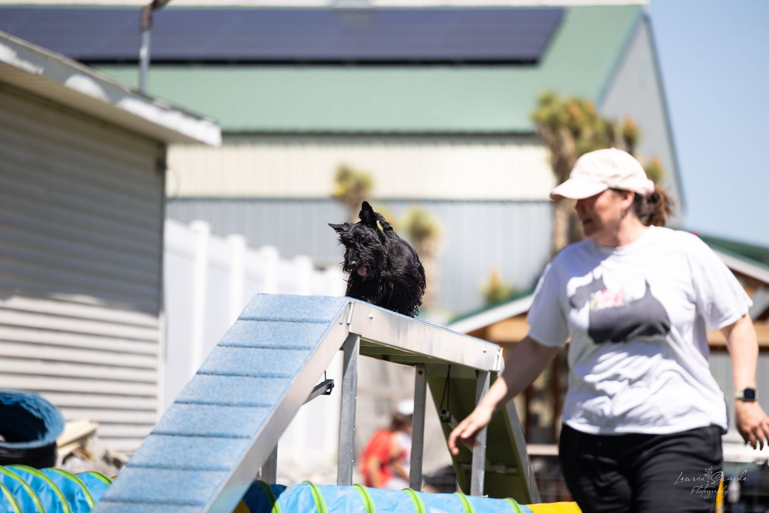 Dog ascending blue ramp obstacle during agility training session.