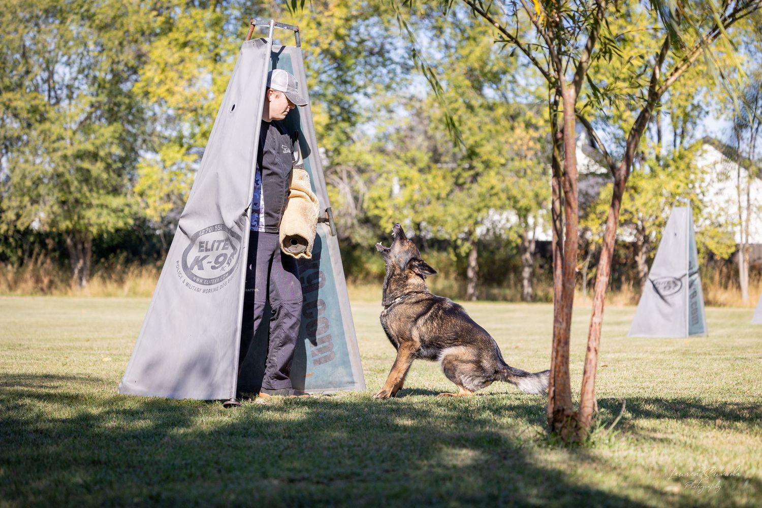 German Shepherd dog demonstrates obedience training in a sunny outdoor setting.