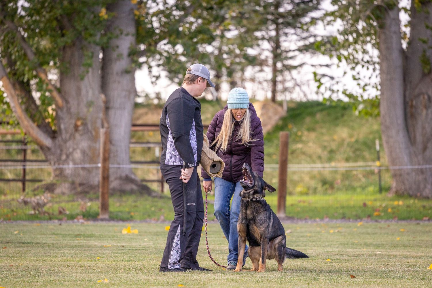 Group dog training session underway in a fenced outdoor training facility.