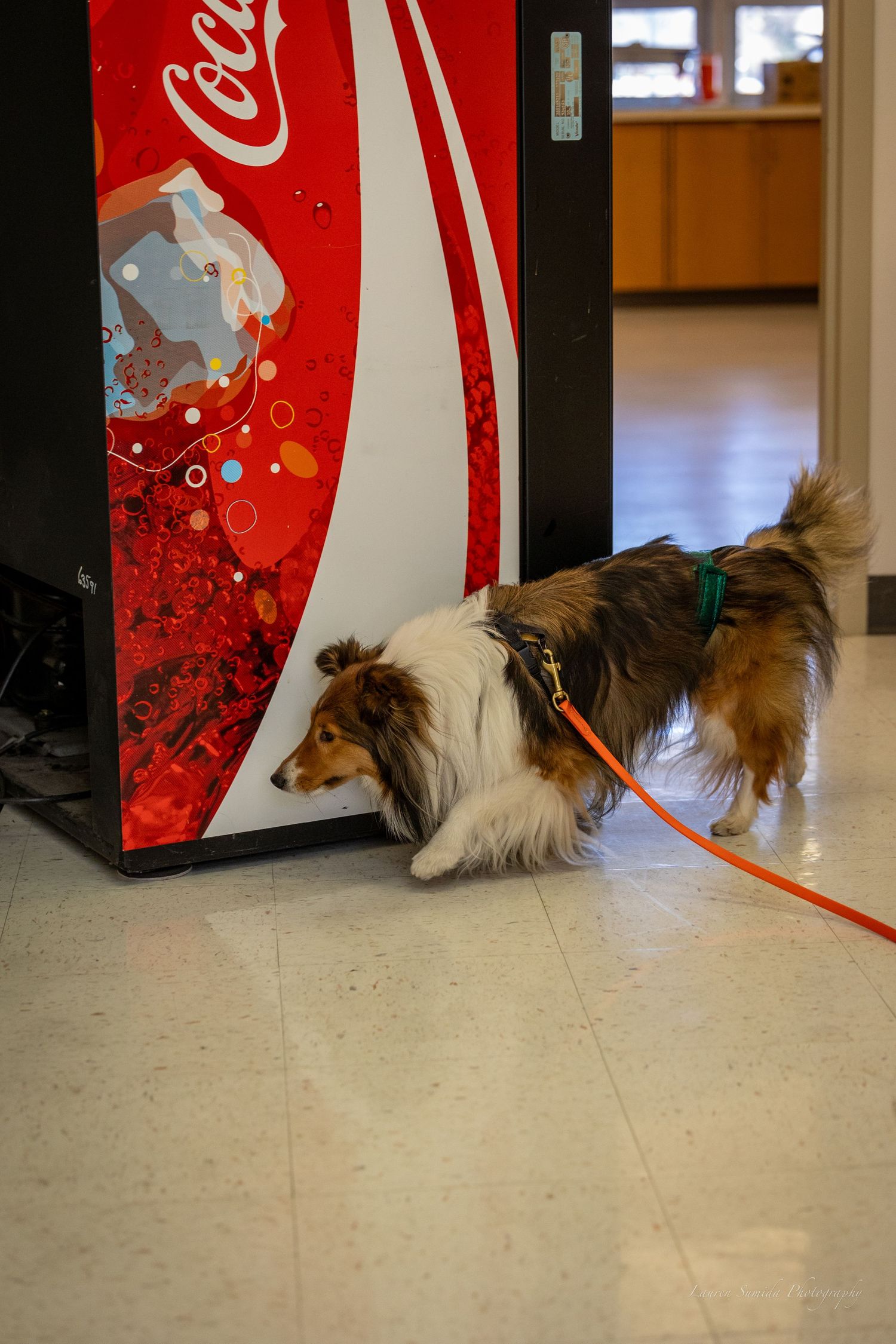Multiple images of a dog investigating a red Coca-Cola machine in sequence.
