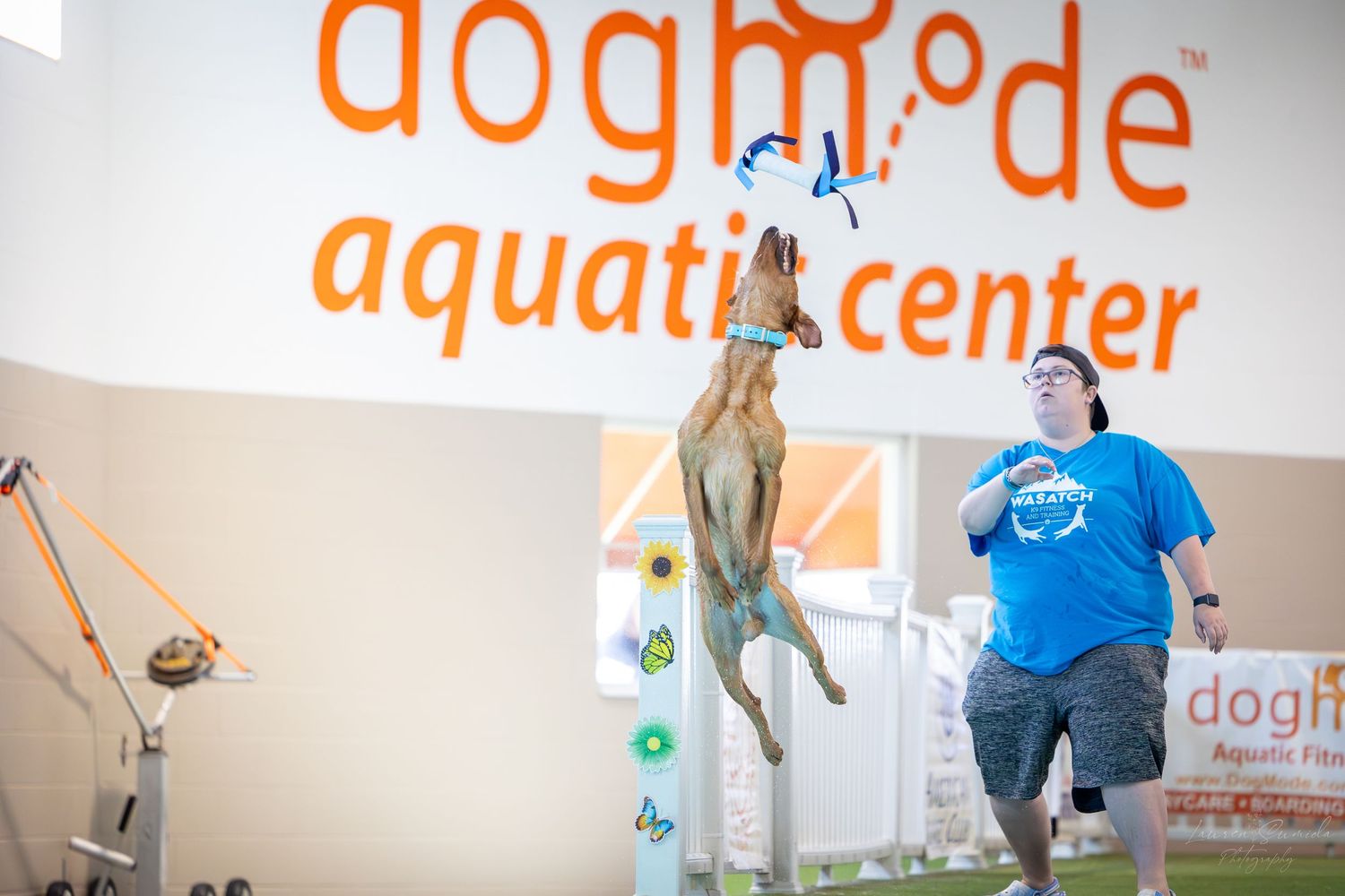A dog performs an impressive vertical jump during agility training at an indoor facility.