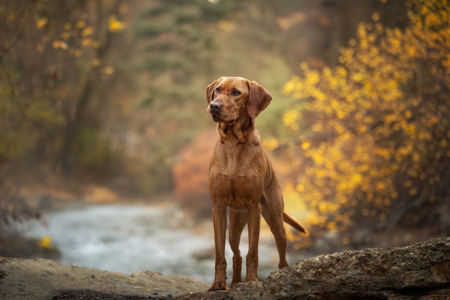 Vizsla dog standing alert on rocky terrain with golden autumn foliage and water in the background.