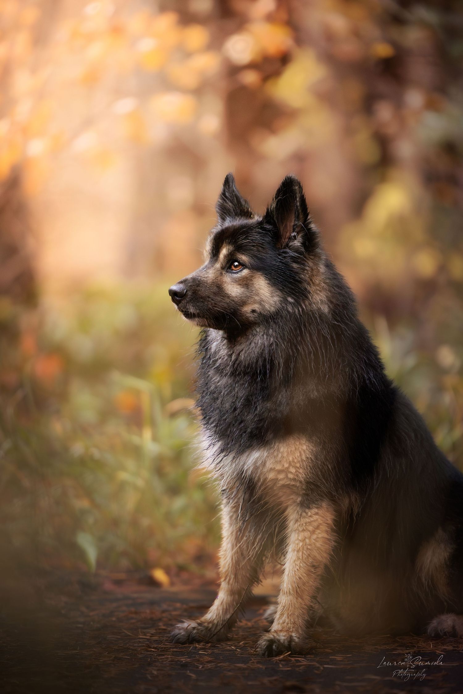 Regal Finnish Lapphund sitting in profile view against blurred autumn forest background.