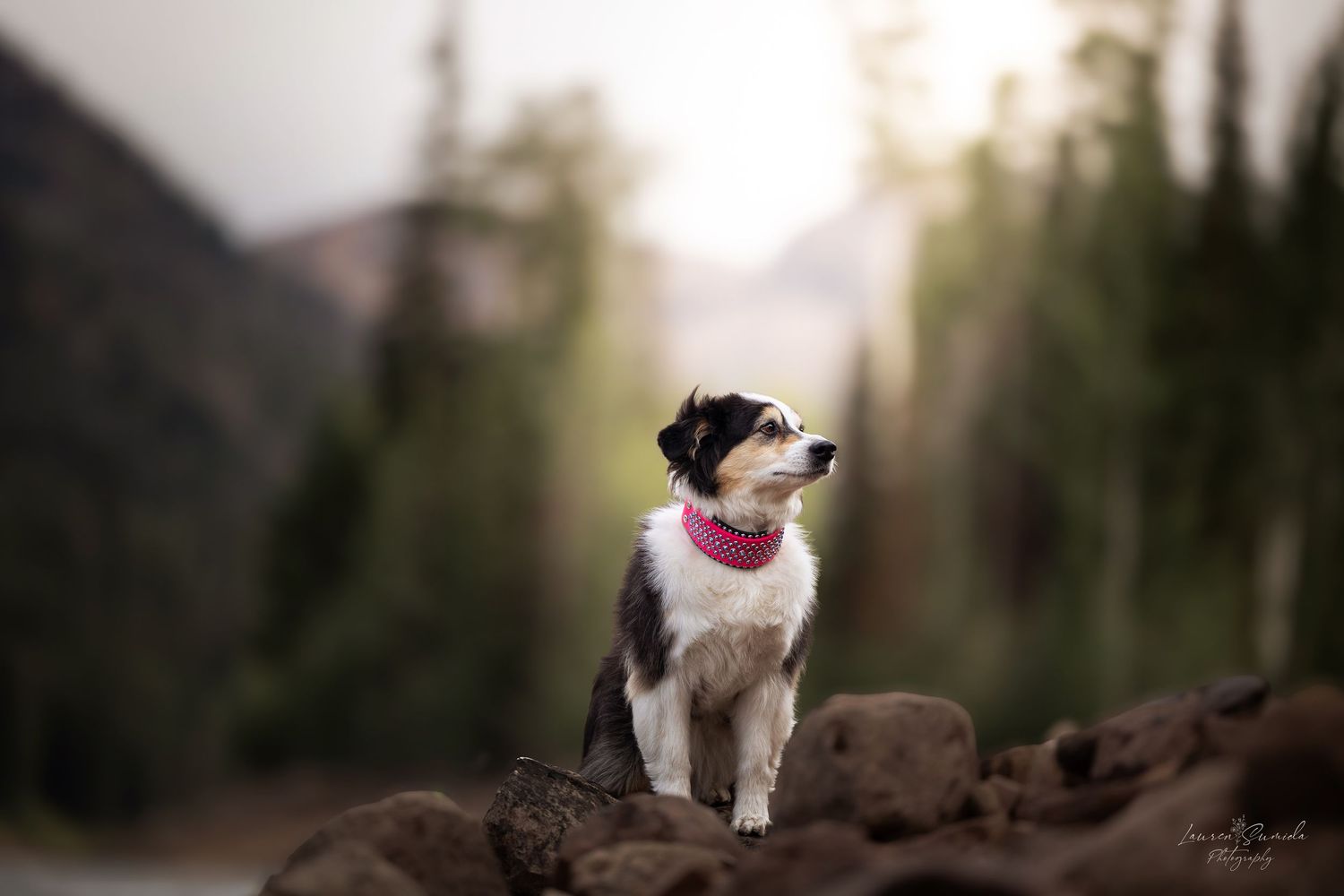 A small black and white dog sits atop a mountain ridge at sunset.