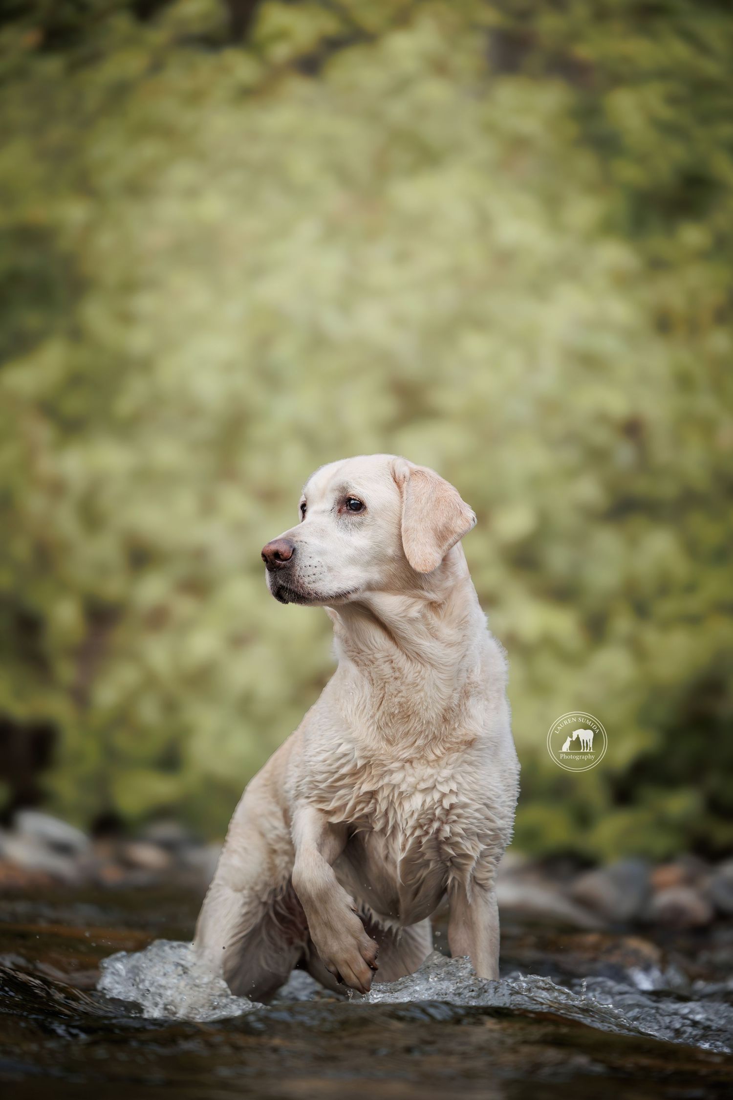 A wet yellow Labrador Retriever sits in a shallow rocky stream, looking off to the side against a blurred green woodland background.