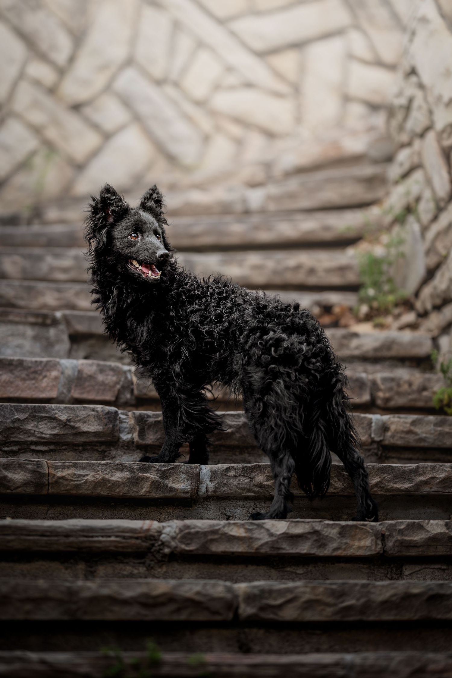 Wet black dog with curly fur standing on rustic stone steps, looking alert with mouth open.