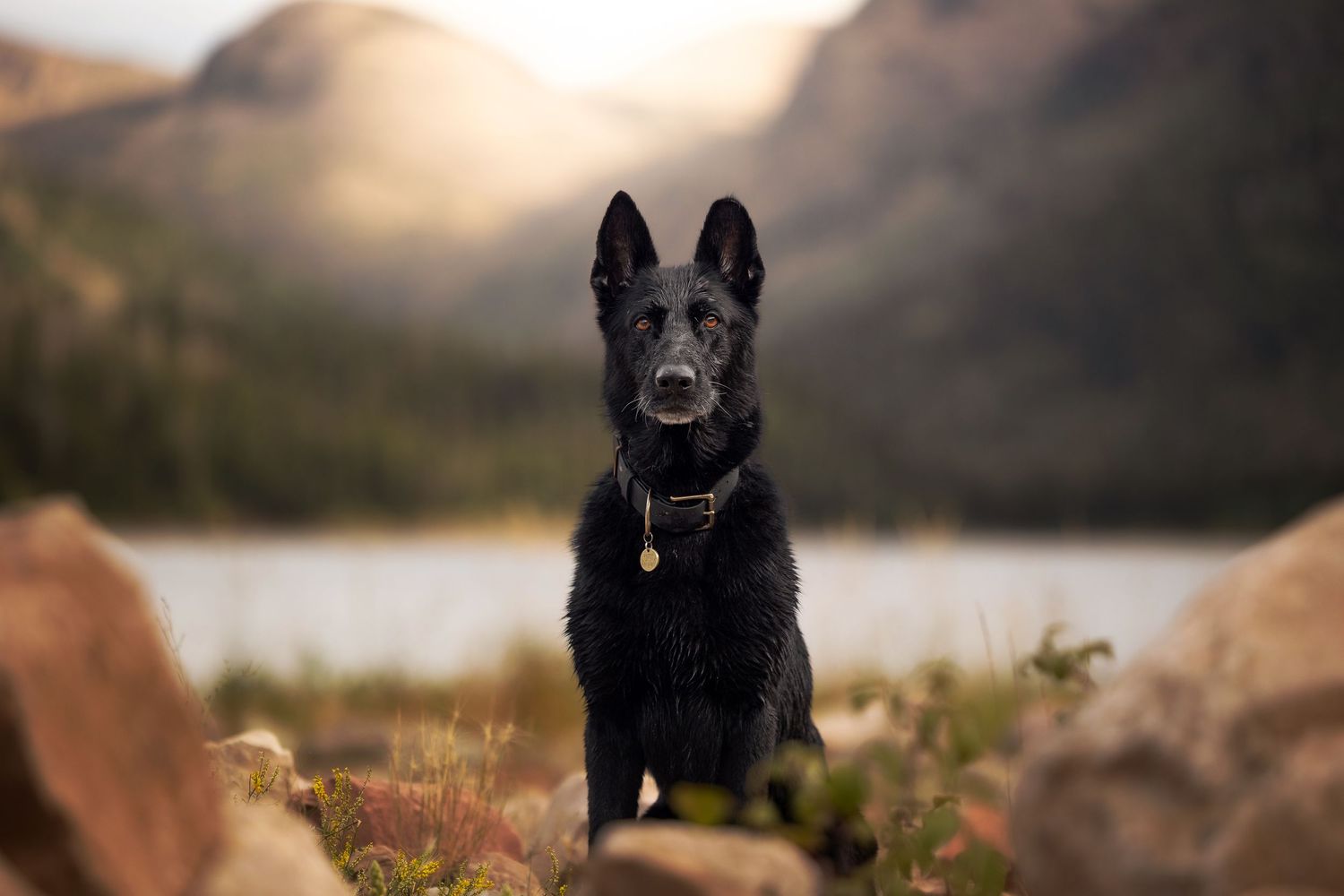 Black German Shepherd sits alertly on rocky terrain with mountains and lake in background at sunset.
