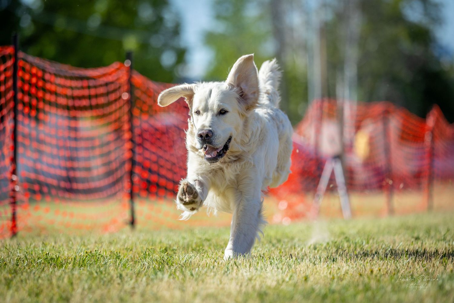 Happy dog sprinting across grass with orange safety barriers marking the course.