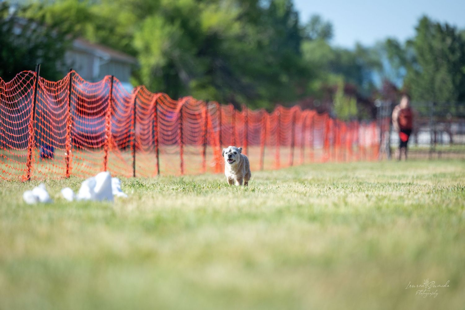 Dog running on grass field with orange mesh barrier and people in distant background.
