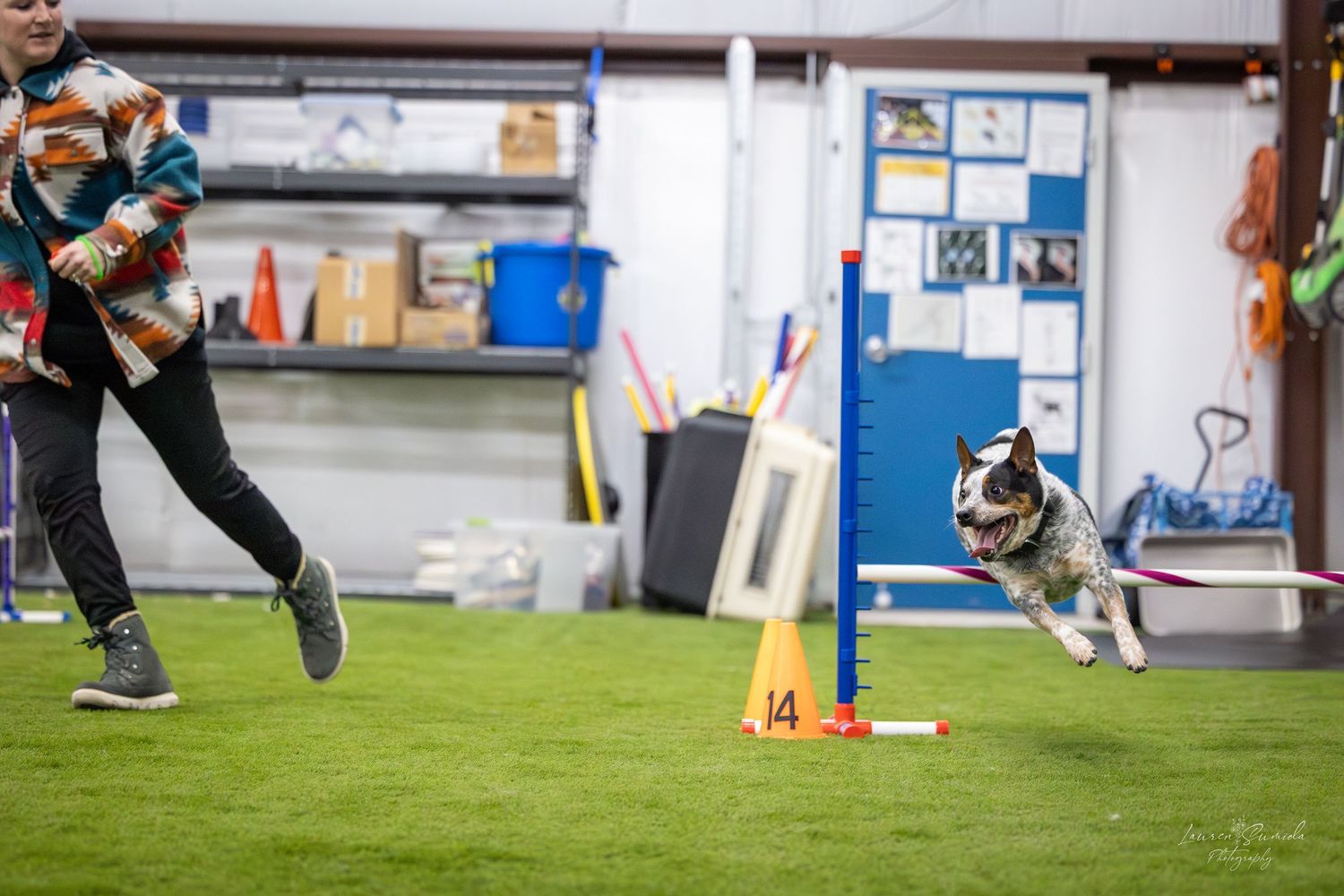 Dogs practicing agility course training with handlers indoors.