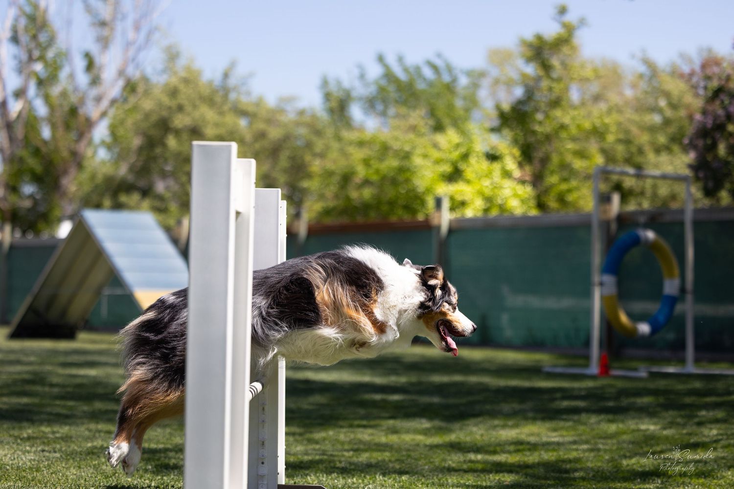 A dog leaping over white agility course jumps during a competition event.