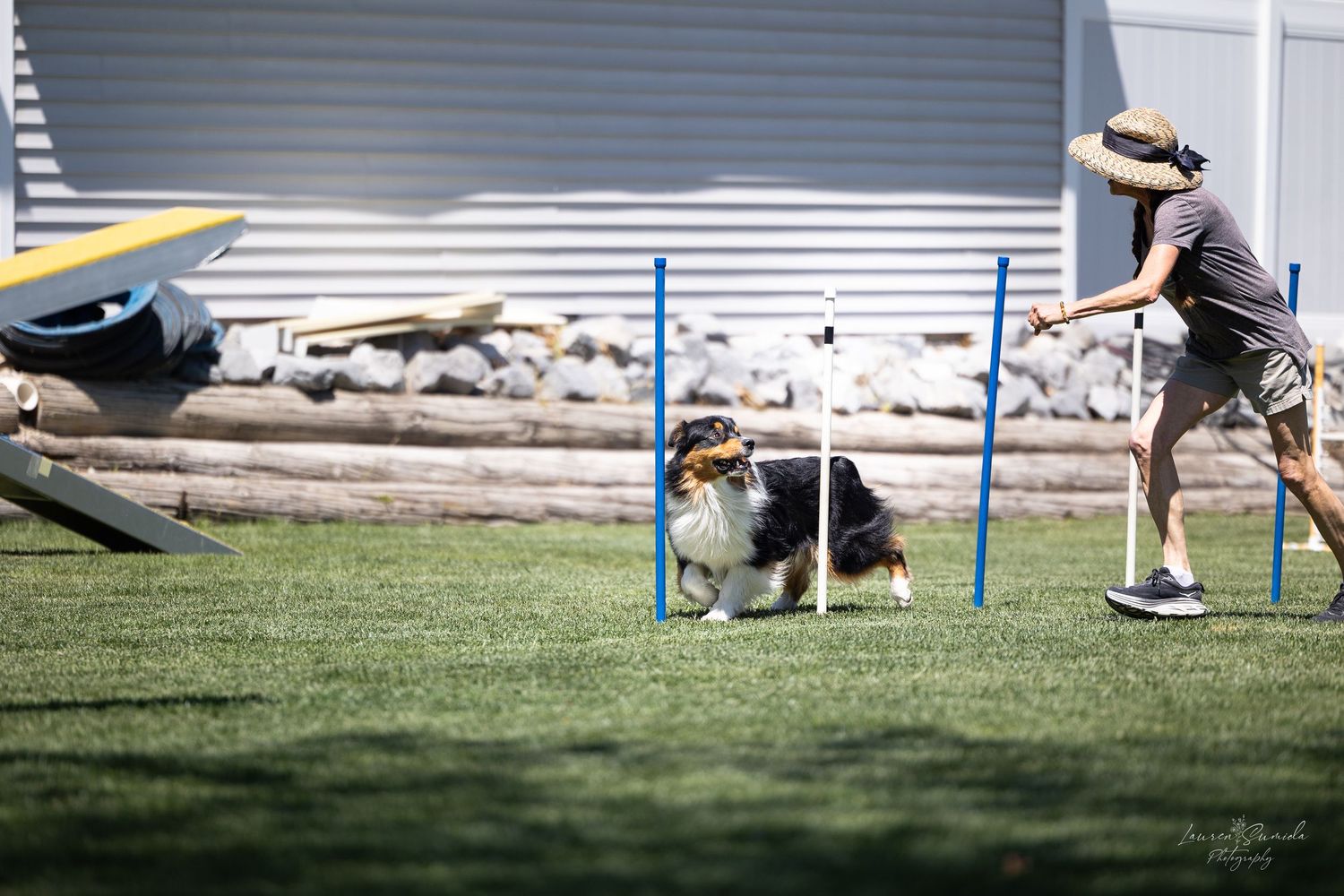 Agility course obstacles with blue poles and white barriers set up for dog training.