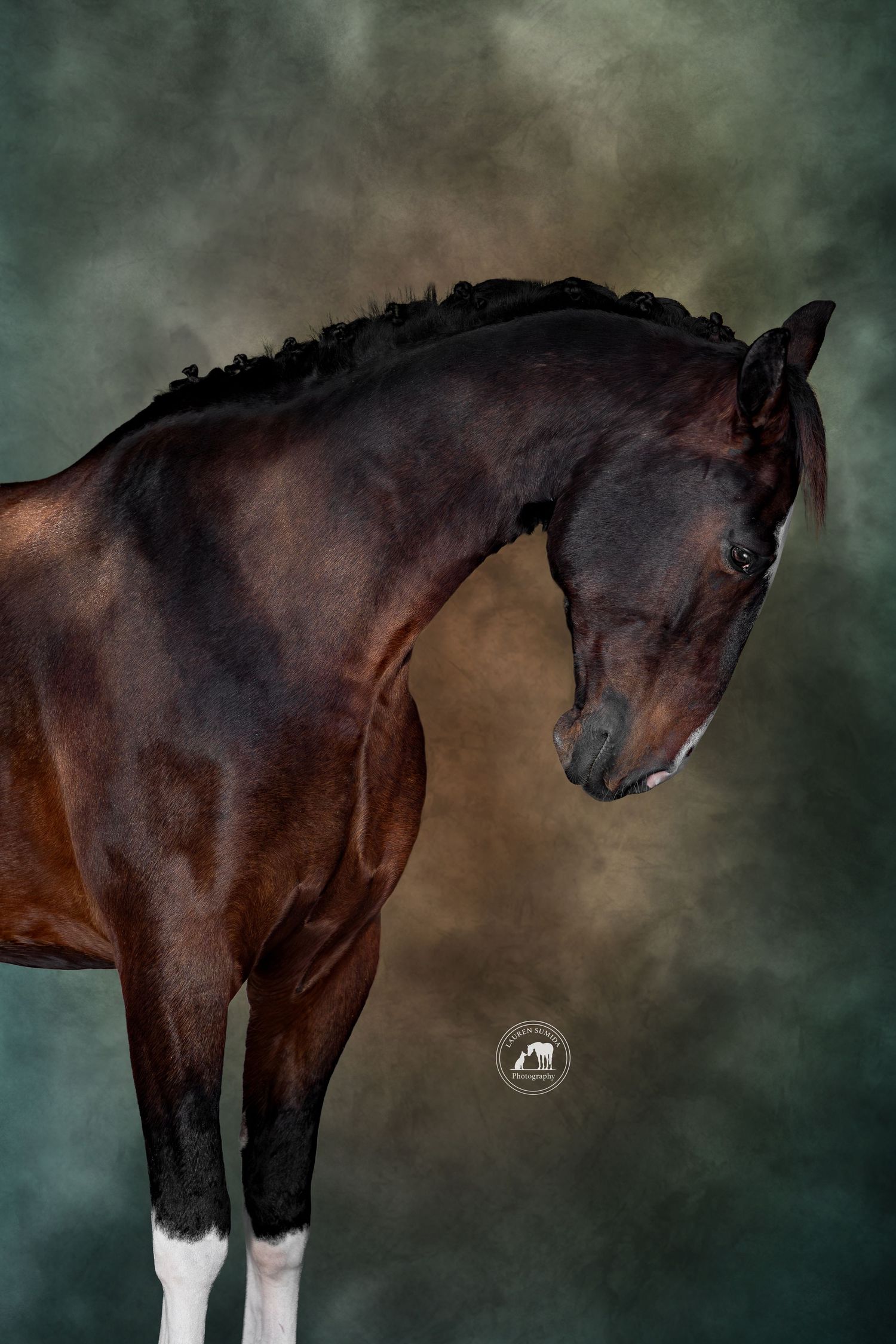 Dark bay horse with white socks shown in profile against moody green backdrop.
