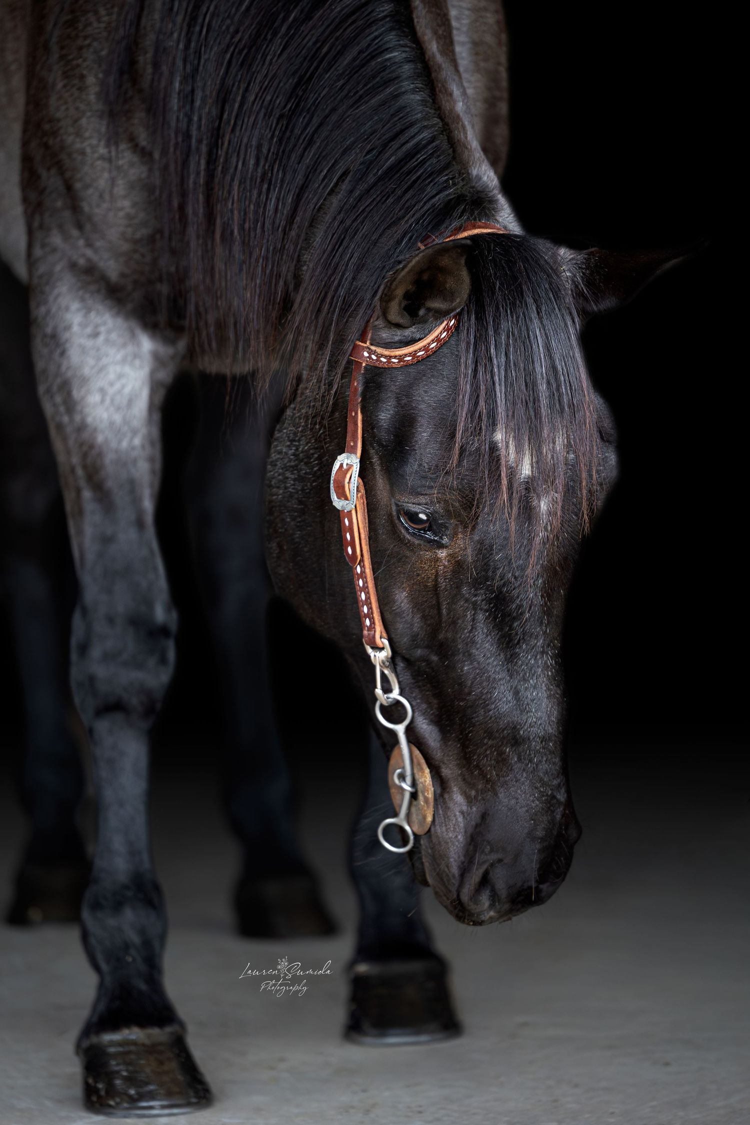 Close-up of black horse wearing decorative leather halter in studio setting.