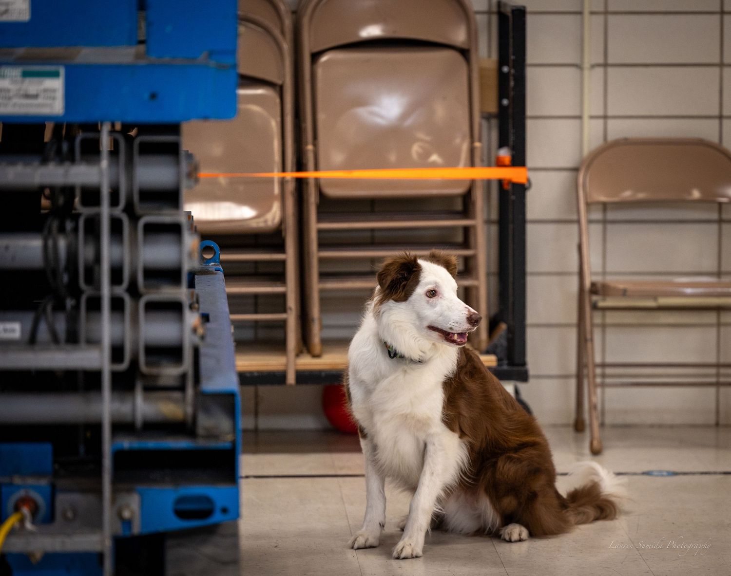 Dogs practicing agility exercises in an indoor training facility.