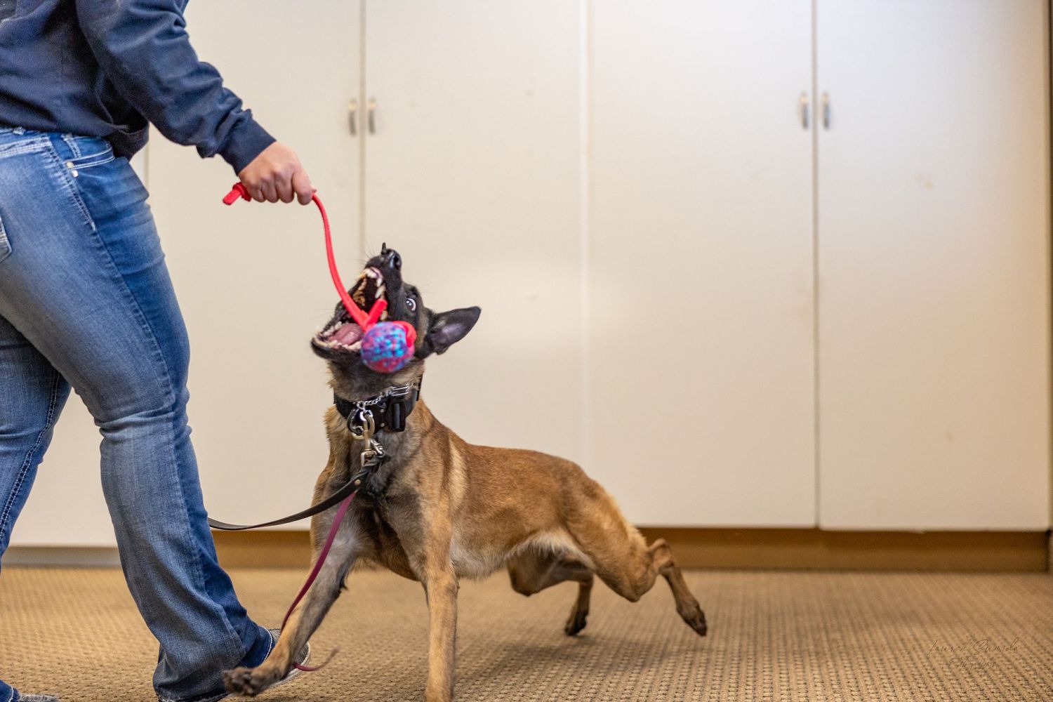 A dog performs training exercises with a handler in an indoor space.