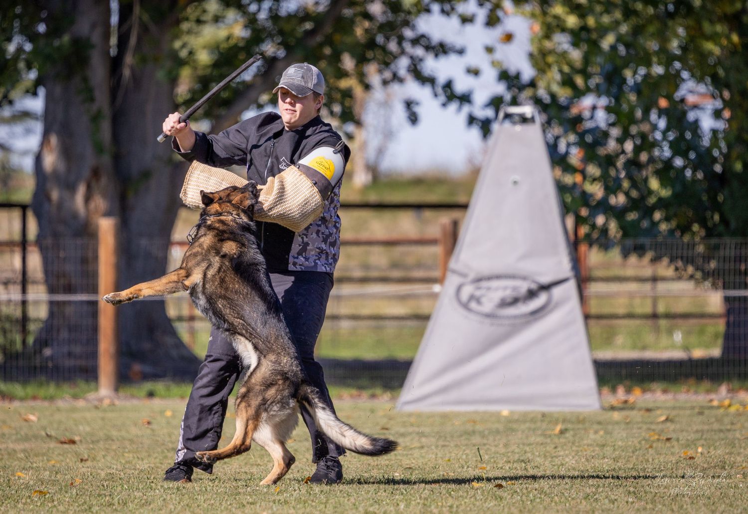 German Shepherd engaged in professional protection dog training exercises outdoors.
