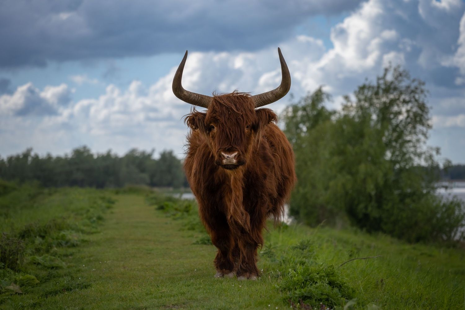 A shaggy brown Highland cow with large curved horns walking along a grassy path under cloudy skies.