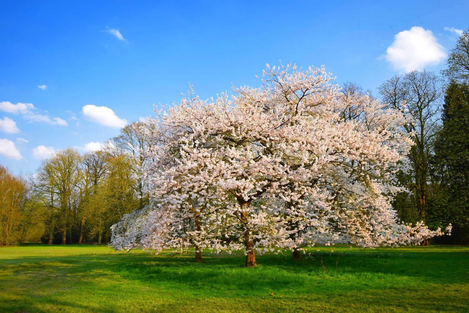 A stunning cherry blossom tree in full bloom stands on a lush green lawn under a bright blue spring sky.