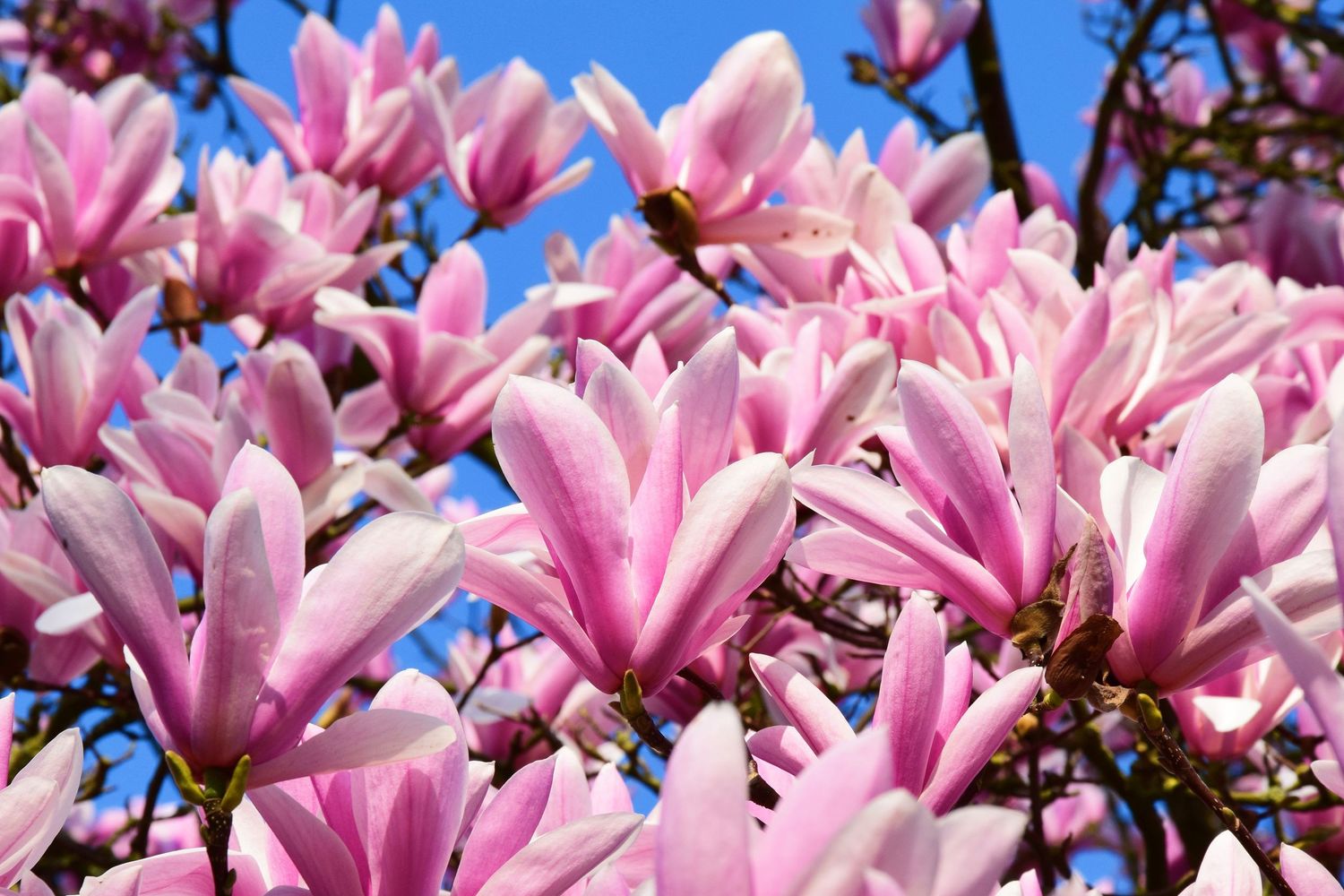 Pink magnolia tree blooms against a bright blue sky in full spring blossom.