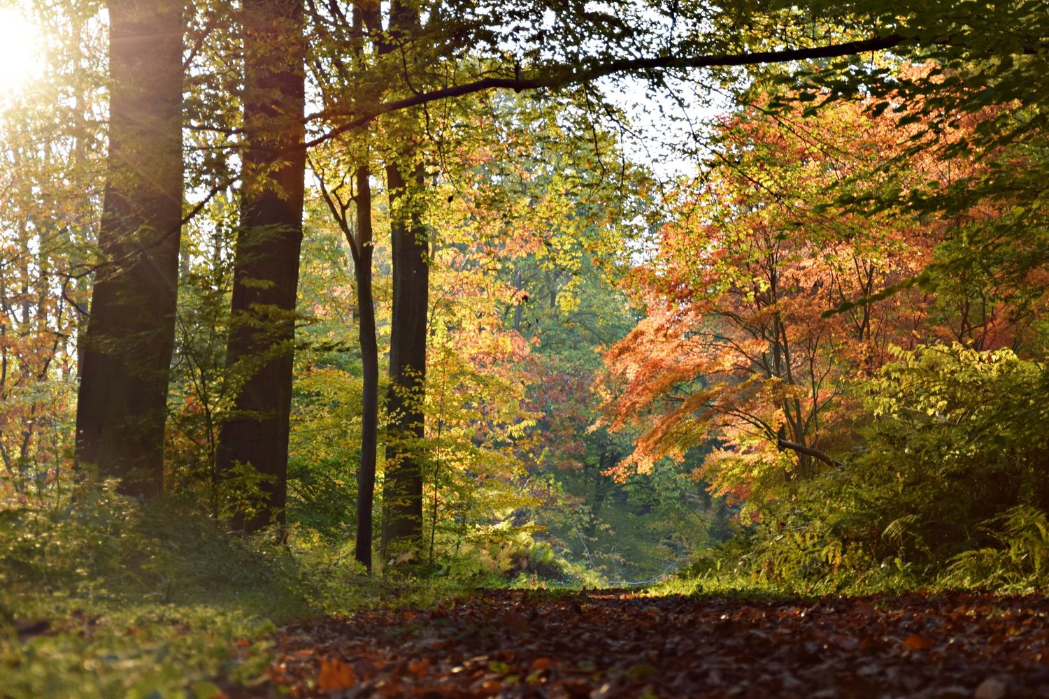 Sunlit autumn forest with vibrant orange and green foliage, golden light filtering through tall trees onto a leaf-covered ground.