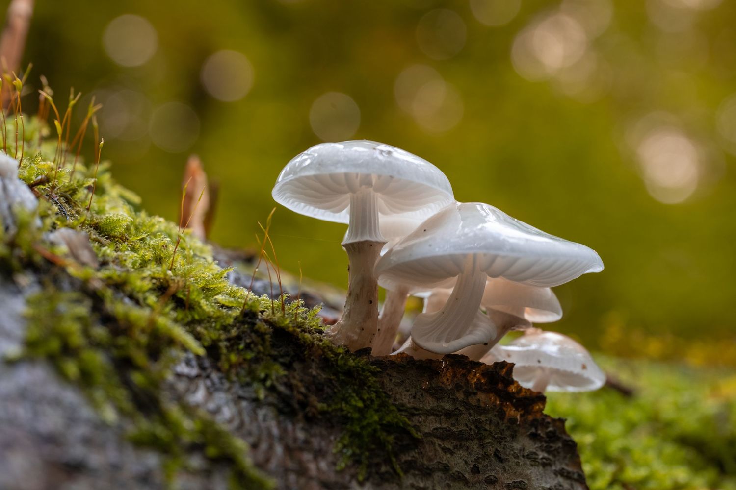 Delicate white porcelain fungus mushrooms grow on a mossy log in a lush green forest setting.
