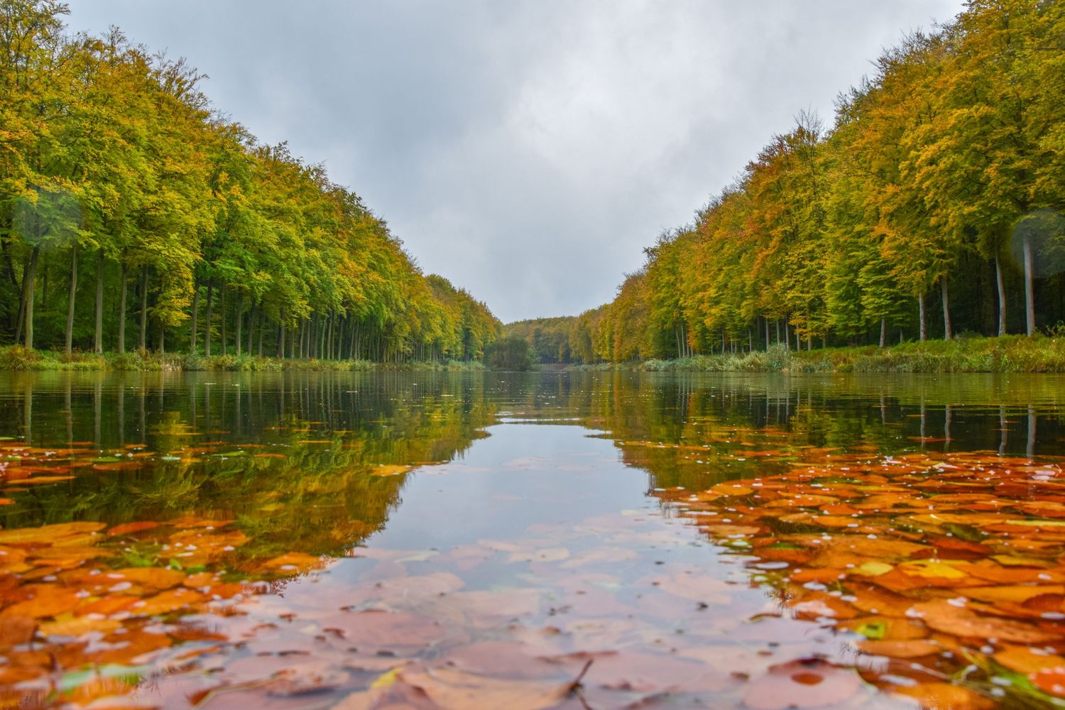 Autumn forest lake reflecting colorful foliage with fallen leaves floating on calm water under overcast sky.