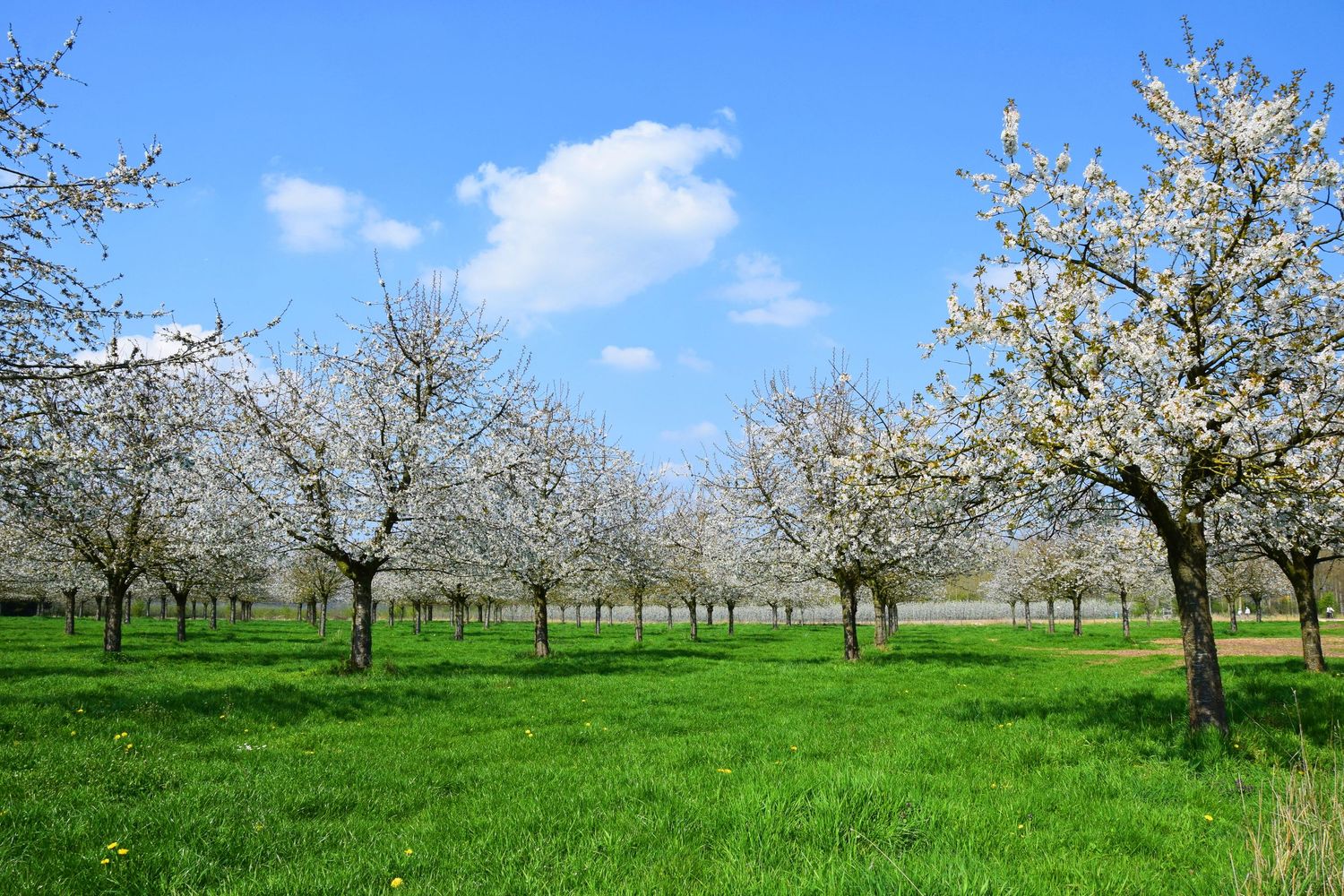 Rows of white blossoming cherry trees in a green orchard under a bright blue sky with fluffy clouds in spring.