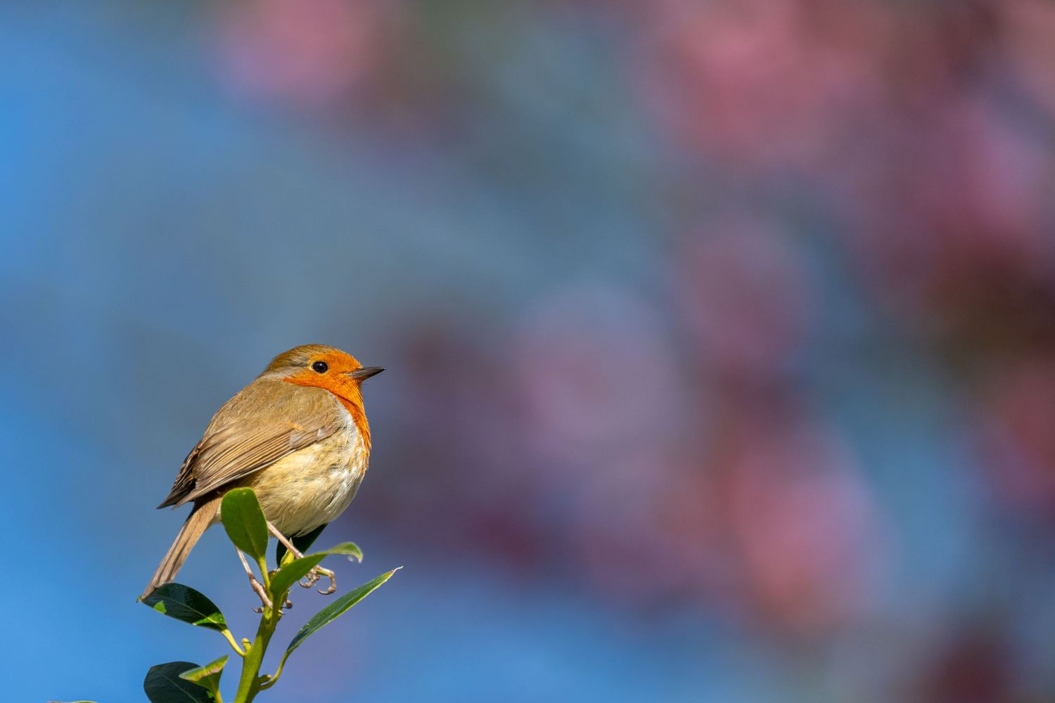 A vibrant robin perched on a green branch with pink cherry blossoms and blue sky in the background.