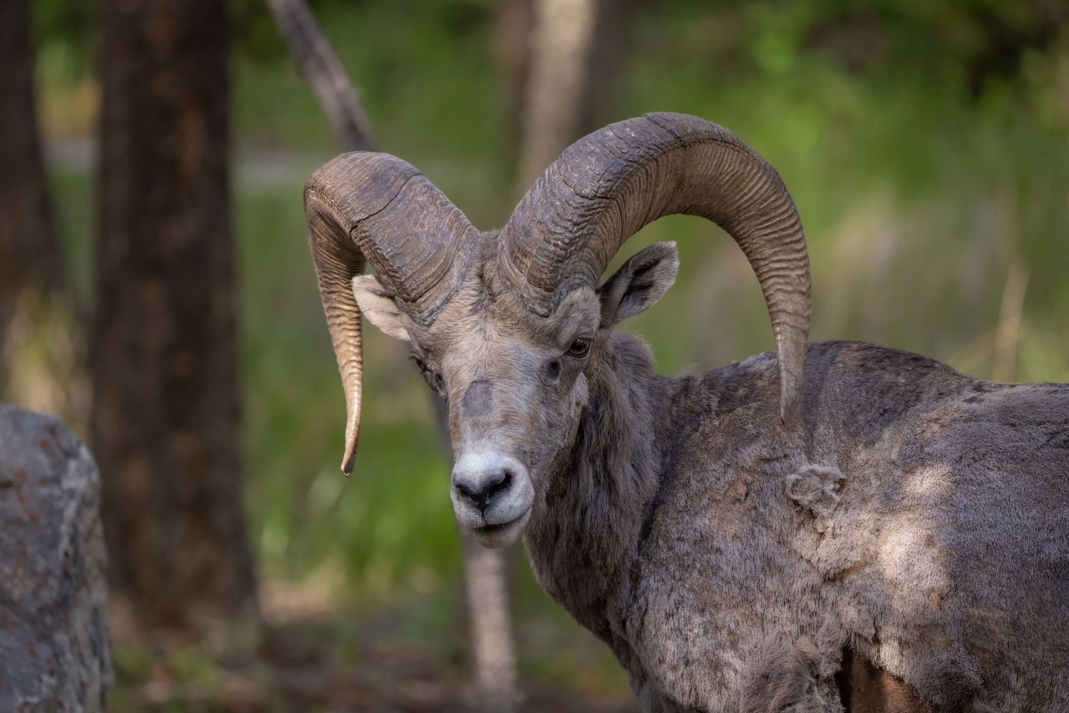 Close-up of a bighorn sheep ram with large curved horns standing among trees in a natural wilderness setting.