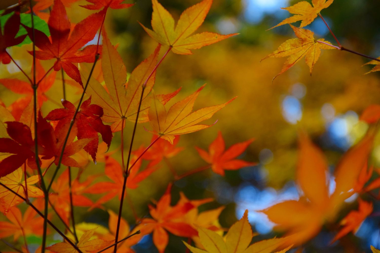 Vibrant autumn maple leaves in shades of red, orange, and yellow against a soft blue bokeh background.