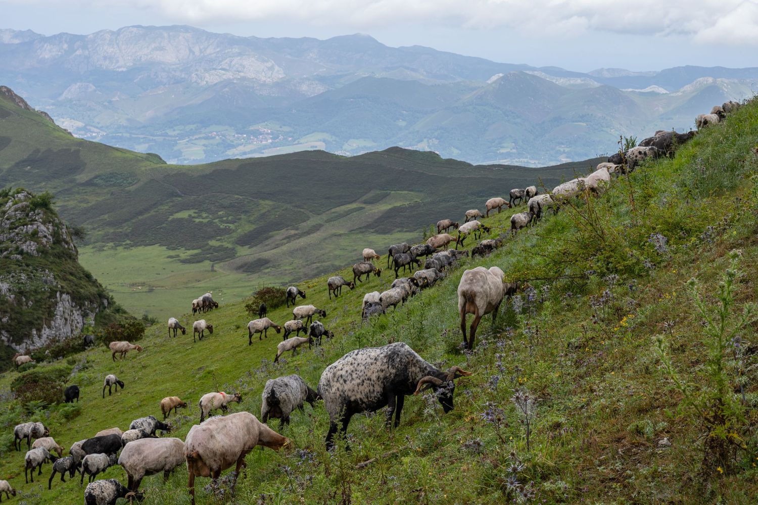 A large flock of sheep grazing on a steep green hillside with mountain valleys and cloudy skies in the background.