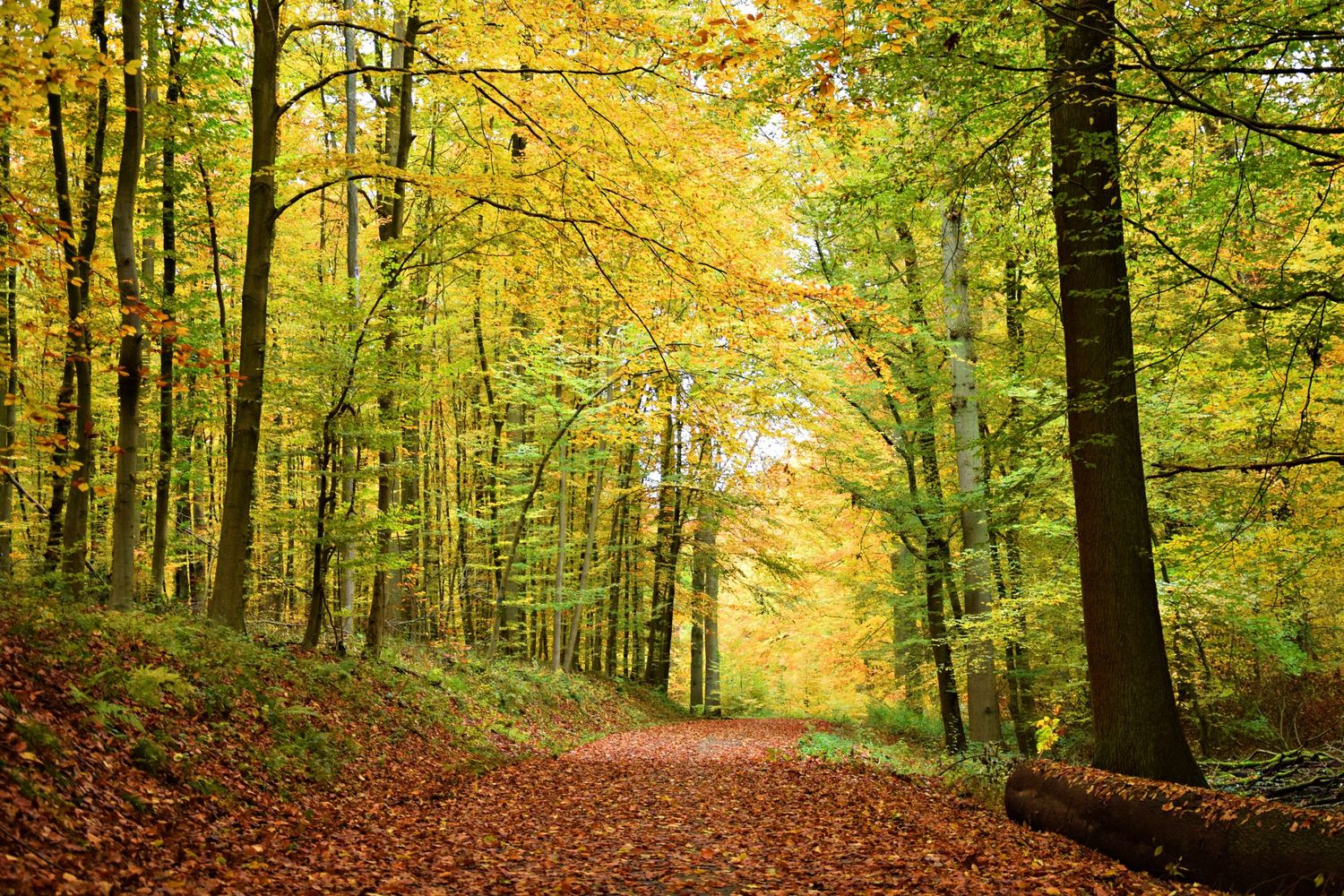 A serene autumn forest path covered in fallen leaves, surrounded by tall trees with golden and green foliage.