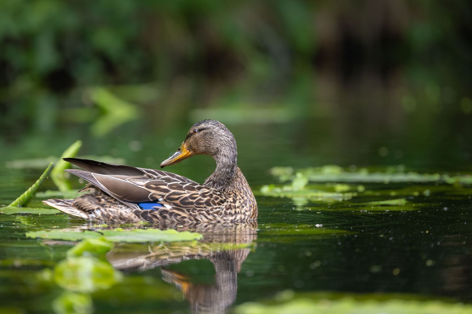 A female mallard duck swimming gracefully on a calm green pond, with its reflection visible in the water.