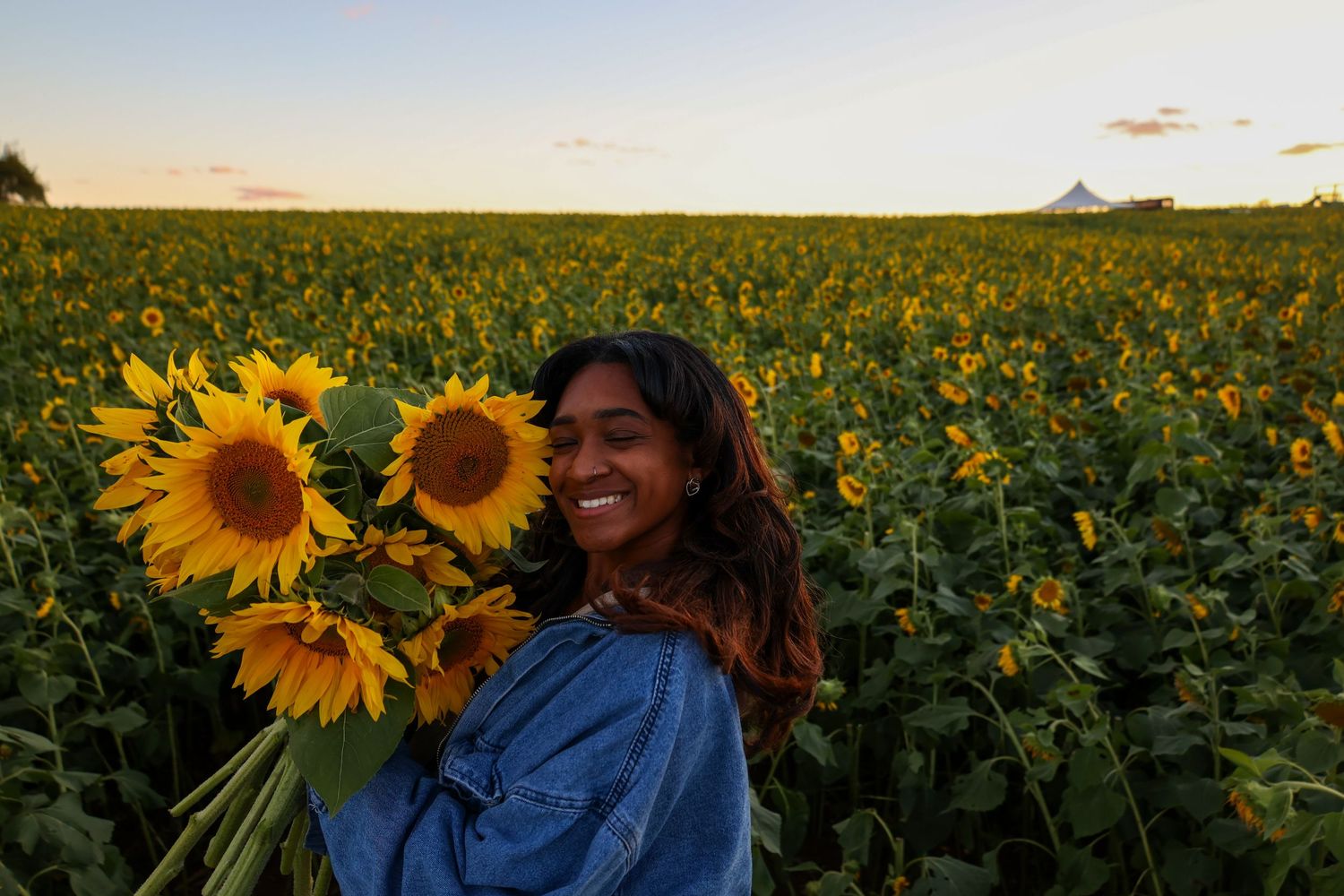 Golden sunflowers stretch across a field under a clear blue sky at dusk.