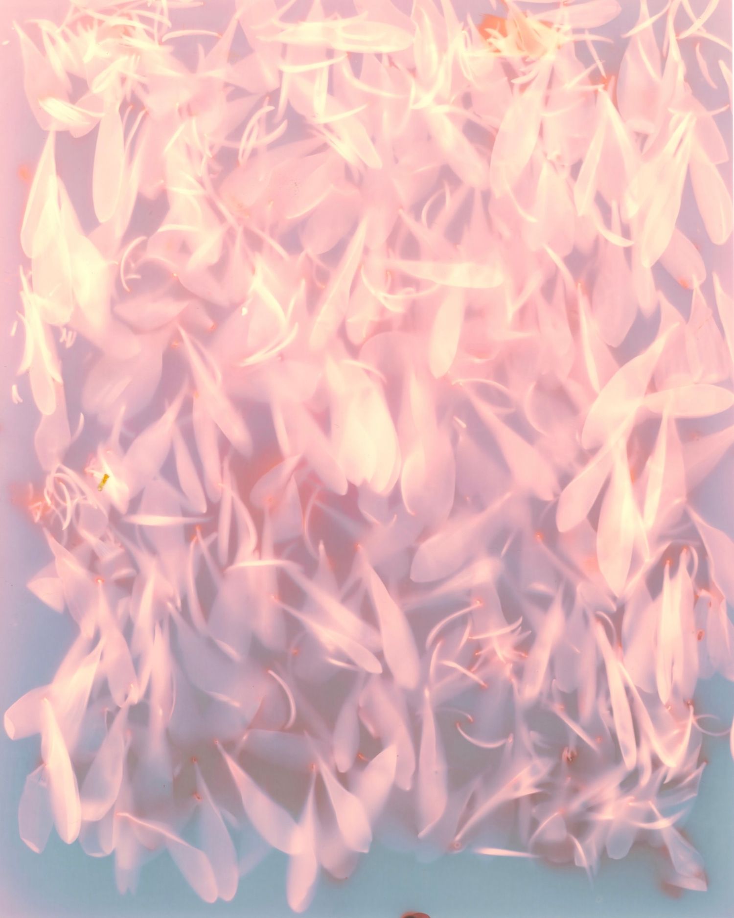 Lumen print of flower petals