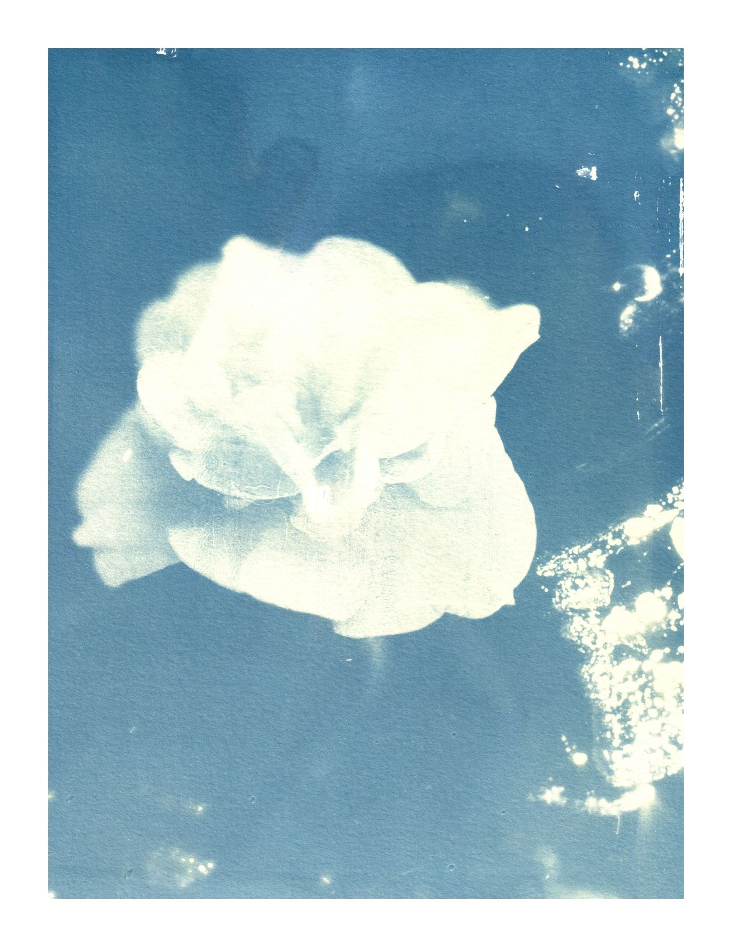 Cyanotype of a flower