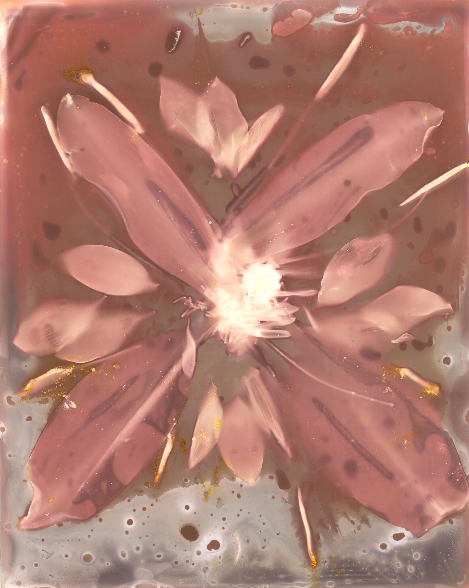 Lumen print of flowers