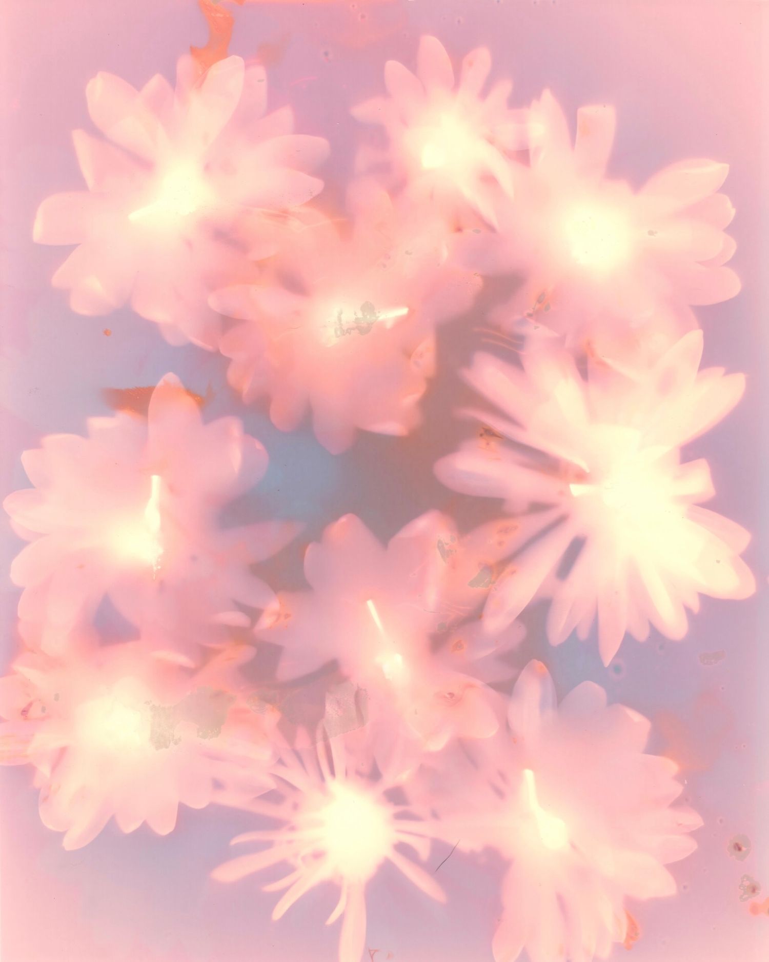 Lumen print of flowers