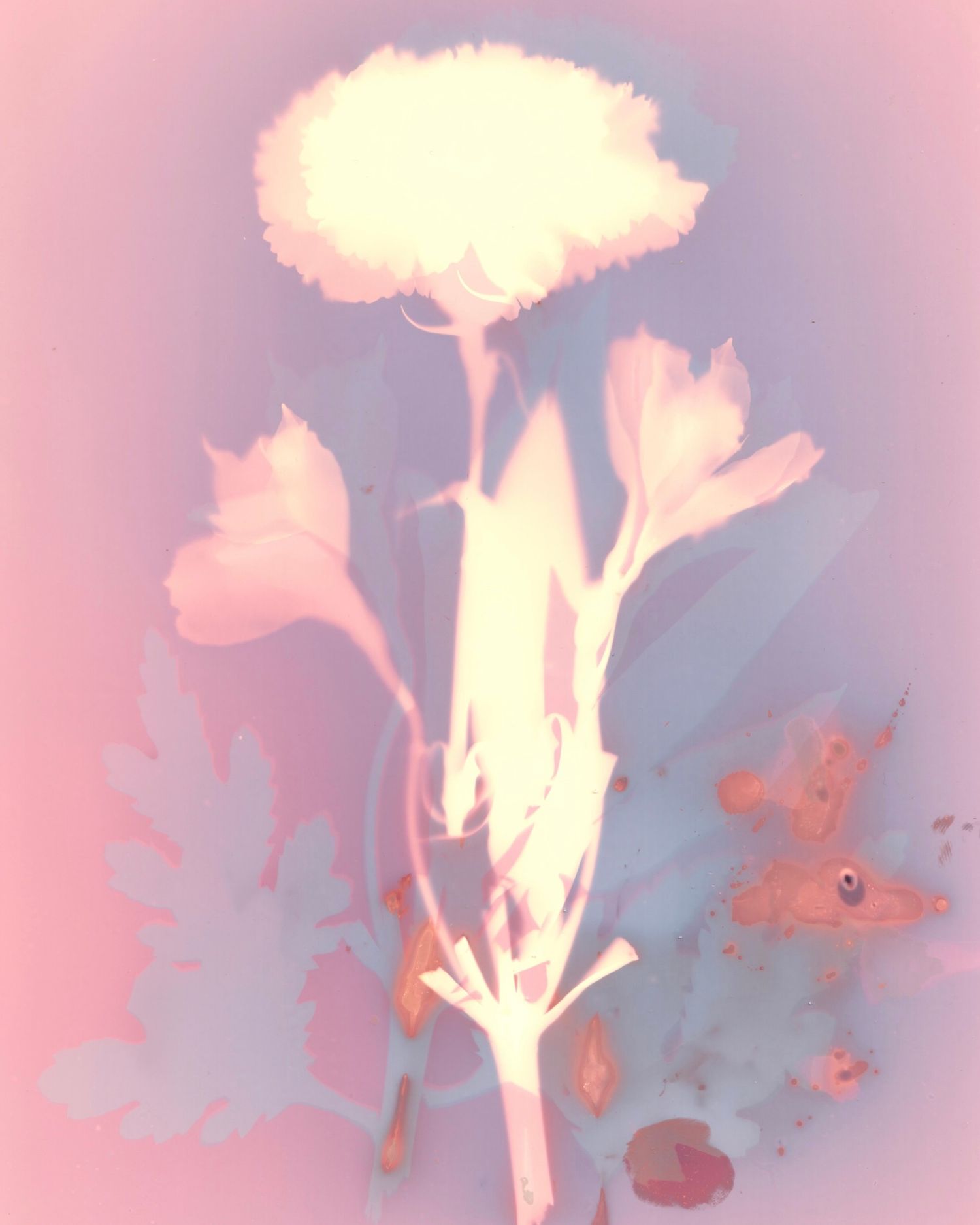 Lumen print of flowers